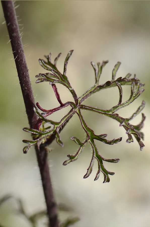 Malva moschata / Malva moscata